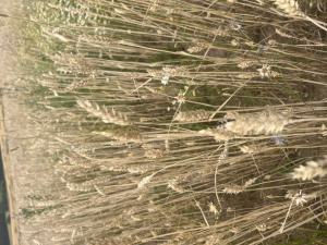 Saat-Weizen (Triticum aestivum) in Döllnitz