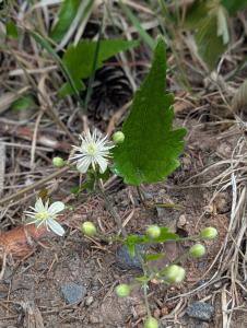 Gewöhnliche Waldrebe (Clematis vitalba) in Weidach Callenberger Forst