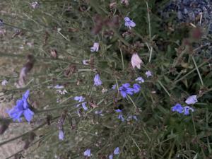 Gewöhnliche Wegwarte (Cichorium intybus) in Döllnitz