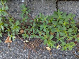 Gemüse-Portulak (Portulaca oleracea) in Bad Rodach