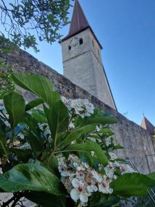Mexikanischer Weißdorn Raum Kasendorf