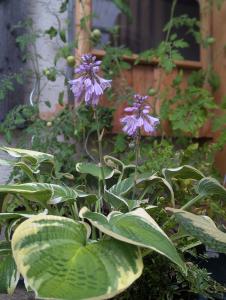 Lilien-Funkie (Hosta plantaginea) in Weidach