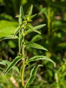 Gewöhnliche Goldrute (Solidago virgaurea) in Weidach
