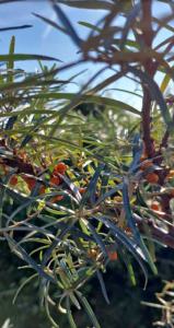 Sanddorn (Hippophae rhamnoides) Raum Kasendorf, Oberfranken