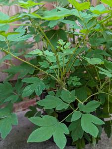 Tränendes Herz (Lamprocapnos spectabilis) in Weidach