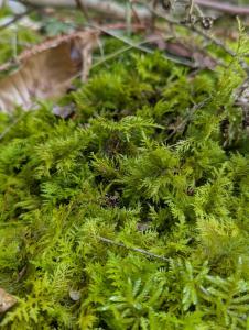 Zartes Thujamoos (Thuidium delicatulum) in Weidach Callenberger Forst