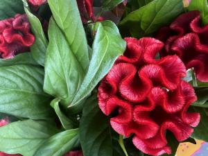 Silber-Brandschopf (Celosia argentea) Raum Kasendorf, Oberfranken