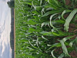 Mais (Zea mays) in Seubersdorf