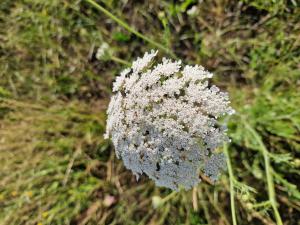 Möhre (Daucus carota) in Seubersdorf