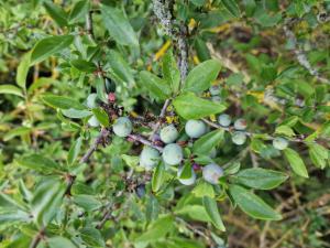 Schlehe (Prunus spinosa) in Seubersdorf