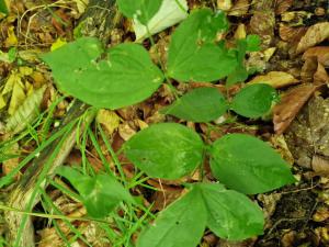 Frühlings-Platterbse (Lathyrus vernus) in Seubersdorf