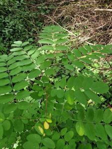 Gewöhnliche Robinie Raum Kasendorf
