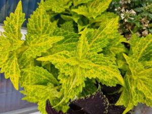 Buntnessel (Coleus scutellarioides) Raum Kasendorf, Oberfranken