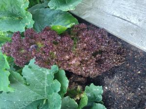 Grüner Salat (Lactuca sativa) in Seubersdorf