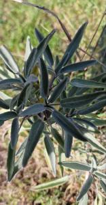 Echter Salbei (Salvia officinalis) Raum Kasendorf, Oberfranken
