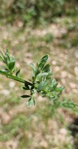 Besenginster (Cytisus scoparius) Raum Kasendorf, Oberfranken