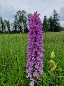 Gefleckte Fingerwurz (Dactylorhiza maculata) Raum Kasendorf, Oberfranken