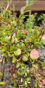 Gewöhnliche Moosbeere (Vaccinium oxycoccos) Raum Kasendorf, Oberfranken