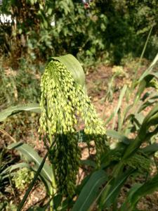 Echte Hirse (Panicum miliaceum) in Bertelsdorf