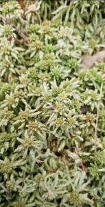 Sumpf-Torfmoos (Sphagnum palustre) Raum Kasendorf, Oberfranken