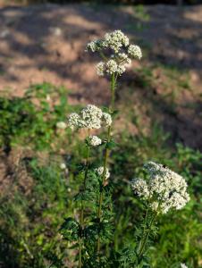 Arznei-Baldrian (Valeriana officinalis) in Weidach