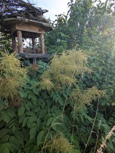 Wald-Geißbart (Aruncus dioicus) in Weidach