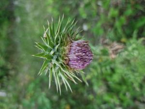 Nickende Distel (Carduus nutans) Raum Kasendorf, Oberfranken