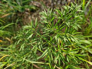 Wiesen-Silau (Silaum silaus) Raum Kasendorf, Oberfranken