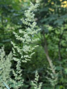 Sand-Reitgras (Calamagrostis epigejos) in Weidach