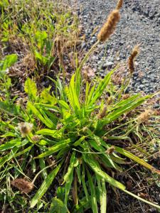 Spitz-Wegerich (Plantago lanceolata) in Seubersdorf