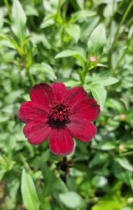 Schokoladen-Kosmee (Cosmos atrosanguineus) in Seubersdorf