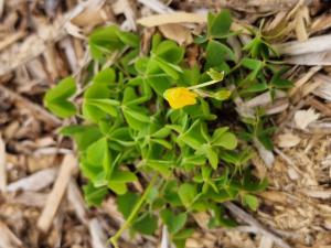 Dillenius-Sauerklee (Oxalis dillenii) Raum Kasendorf, Oberfranken