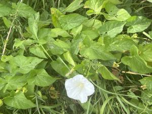 Gewöhnliche Zaunwinde (Calystegia sepium) in Döllnitz