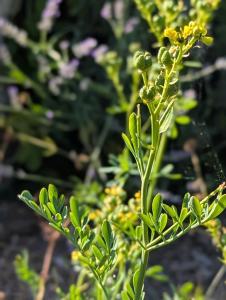 Wein-Raute (Ruta graveolens) in Weidach
