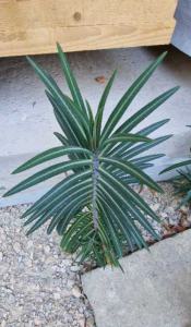 Kreuzblättrige Wolfsmilch Raum Kasendorf