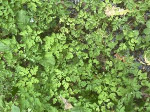 Stinkender Storchschnabel (Geranium robertianum) Raum Kasendorf, Oberfranken