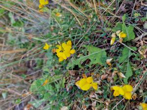 Gewöhnlicher Hornklee (Lotus corniculatus) in Seubersdorf