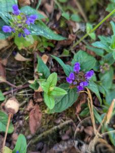 Gemeine Braunelle (Prunella vulgaris) Raum Kasendorf, Oberfranken