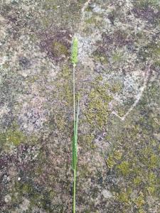 Quirlige Borstenhirse (Setaria verticillata) in Hutschdorf