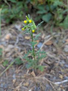 Wald-Greiskraut (Senecio sylvaticus) in Weidach