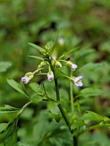 Wald-Schaumkraut (Cardamine flexuosa) in Weidach Callenberger Forst