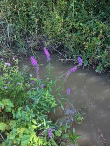 Gewöhnlicher Blutweiderich (Lythrum salicaria) in Gmünda
