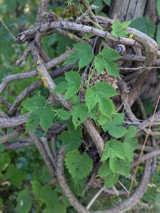 Hopfen (Humulus lupulus) in Weidach