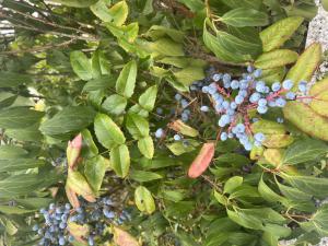 Gewöhnliche Mahonie (Mahonia aquifolium) Raum Kasendorf, Oberfranken