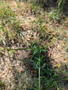 Weg-Rauke (Sisymbrium officinale) in Bad Rodach