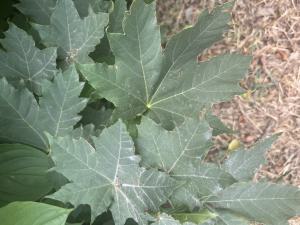 Spitz-Ahorn (Acer platanoides) in Döllnitz