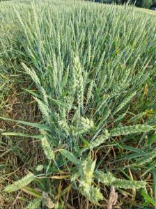 Saat Weizen Raum Kasendorf