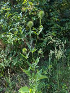 Behaarte Karde (Dipsacus pilosus) in Weidach