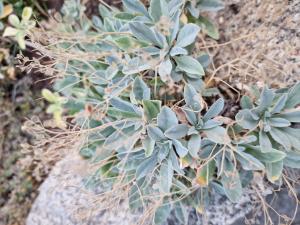 Felsen-Steinkraut (Aurinia saxatilis) in Seubersdorf