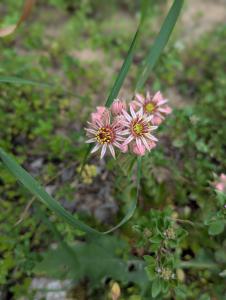 Dach-Hauswurz (Sempervivum tectorum) in Weidach
